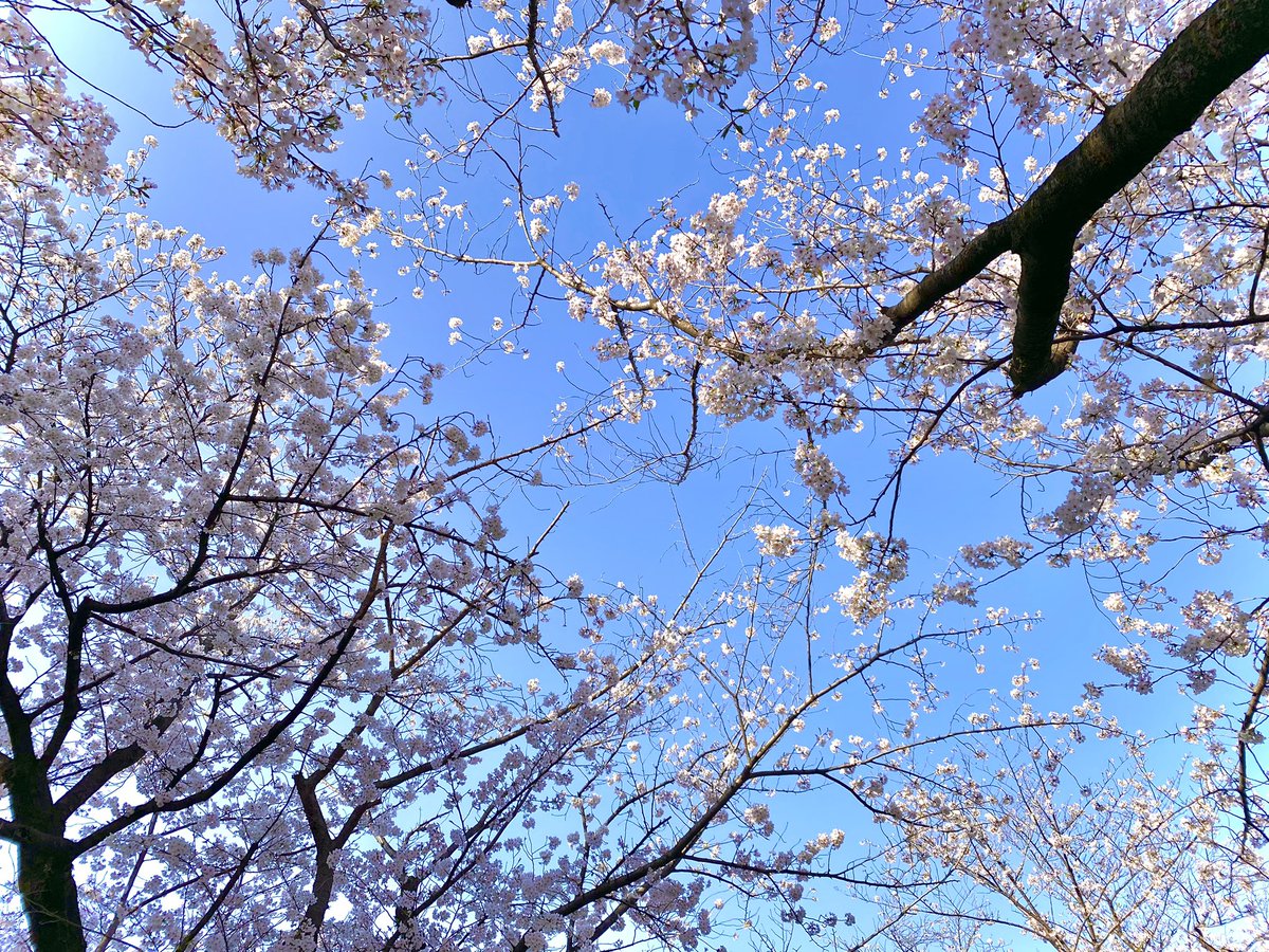 「桜が綺麗だった〜明日も素敵な1日になりますように〜! 」|ぐーやん🎀skebご依頼募集中！のイラスト