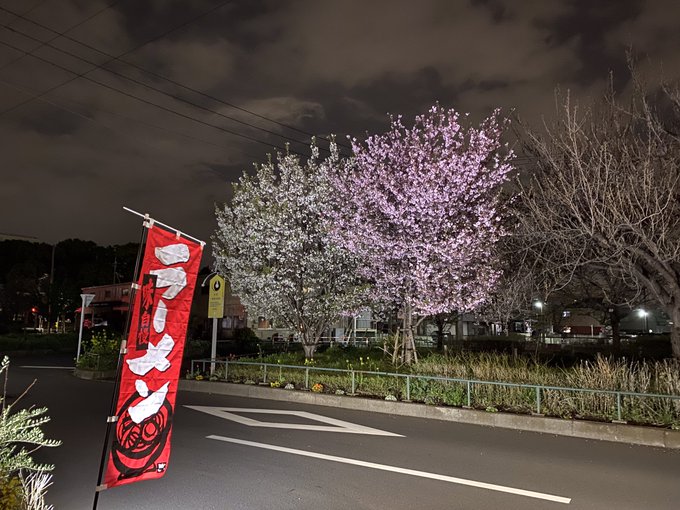 深夜に夜桜見ながらラーメンでもいかがですか🍜👍今日も元気に営業中😁足立区皿沼1-20-16にて深夜２時まで営業中‼️＃屋