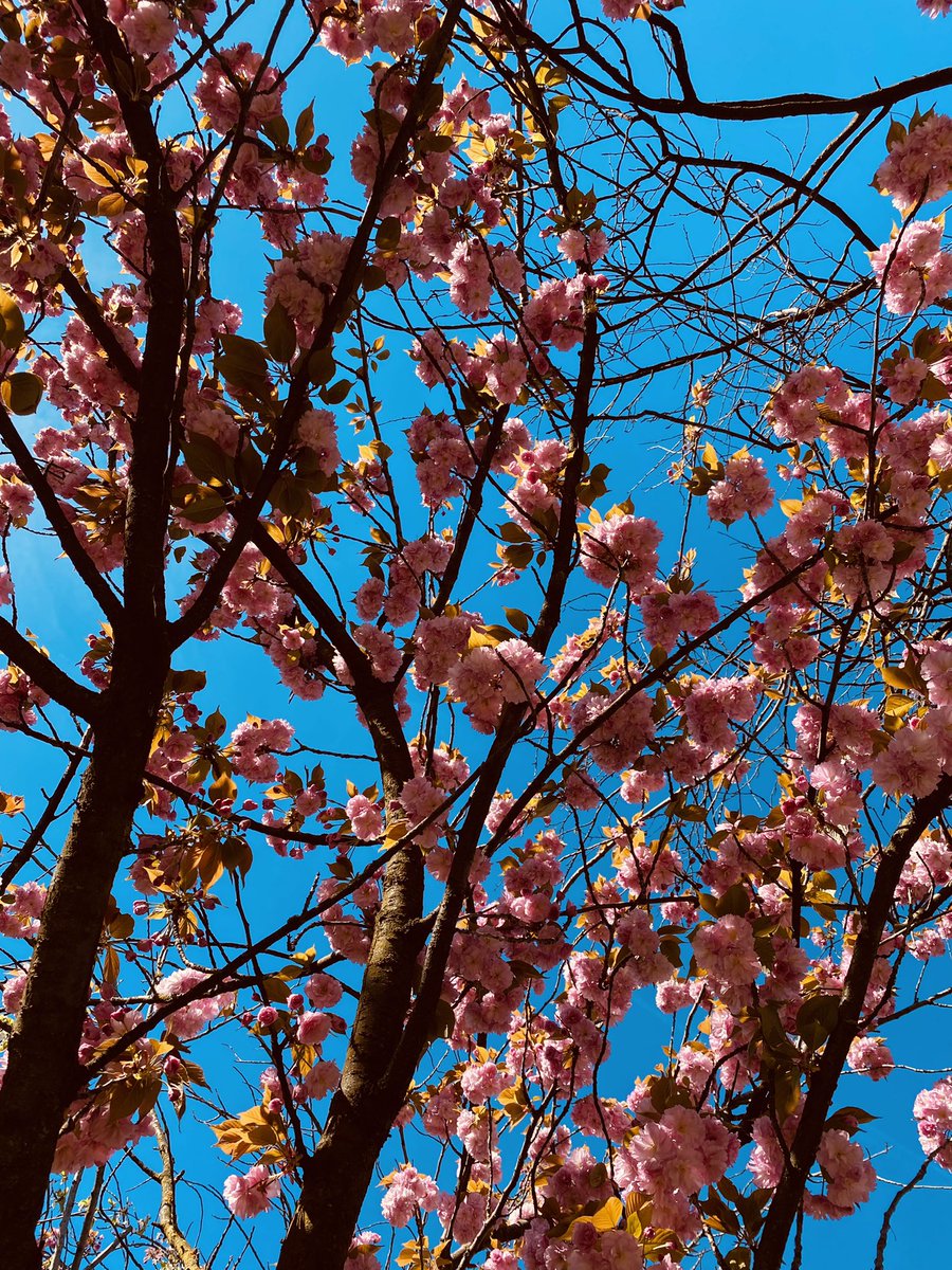 comune_segrate's tweet image. Bibliobella con i nuovi fiori che decorano i vasi e gli alberi in fiore! #springtimevibes

#segrate #biblioteca #centroverdisegrate #fiori #primavera #springtime🌸 #spring #flowers #tree #natuerphotography #nature
