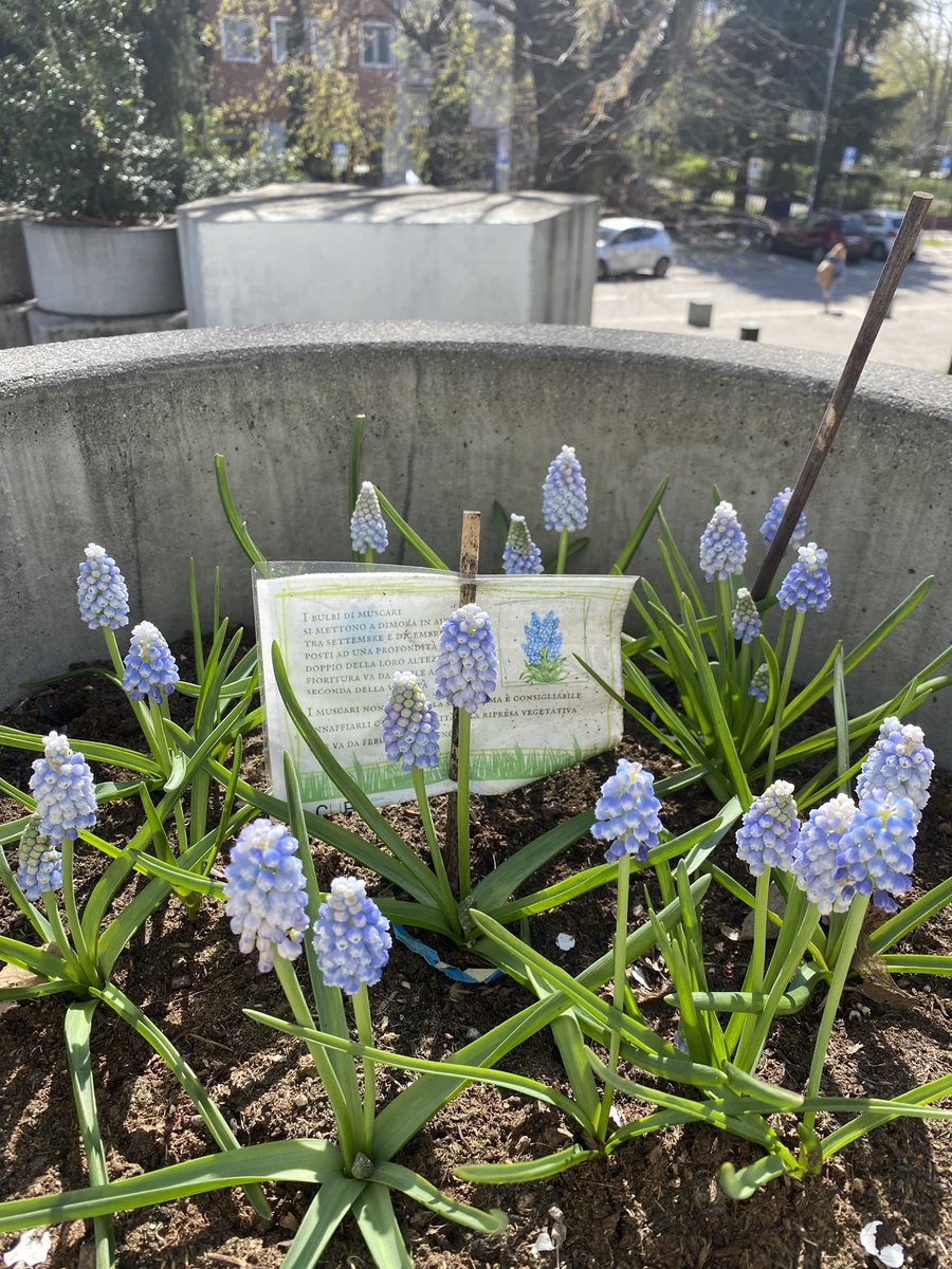 comune_segrate's tweet image. Bibliobella con i nuovi fiori che decorano i vasi e gli alberi in fiore! #springtimevibes

#segrate #biblioteca #centroverdisegrate #fiori #primavera #springtime🌸 #spring #flowers #tree #natuerphotography #nature