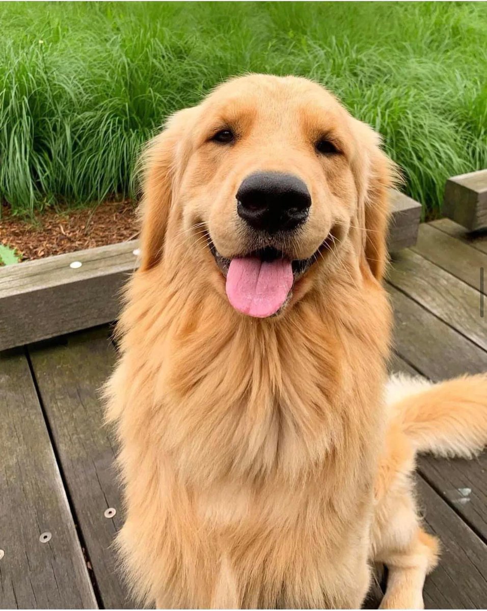 Golden The Best (@golden_the_best) / Posts / X