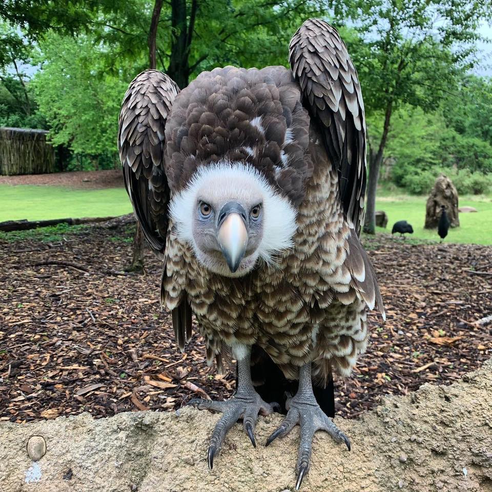 CincinnatiZoo's tweet image. Wish Bubba a Happy 10th Birthday today! Bubba is a Rüppell's griffon vulture, the world's highest-flying bird. This critically endangered species is vital to Africa's ecology, flying long distances to eat carrion and keep ecosystems healthy.