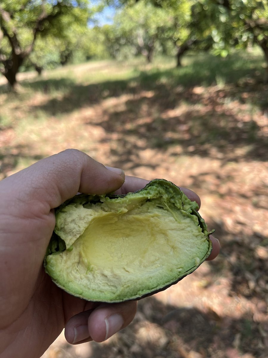 HuertaDorada's tweet photo. CONTROLA TU PRESIÓN ARTERIAL COMIENDO AGUACATE
Conoce todos los beneficios de comer aguacate, incluyendo el control de la presión arterial  https://t.co/piogQ39p33 https://t.co/QH7kP41N2q