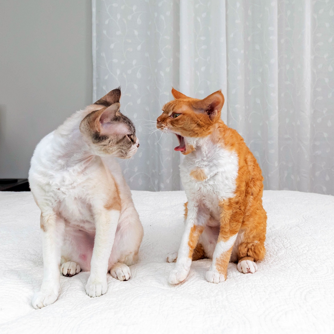 therockstarcat's tweet image. Tangerine doesn&apos;t have bad breath, she has ginger-vitis! 

#CatsofTwitter #DevonRex