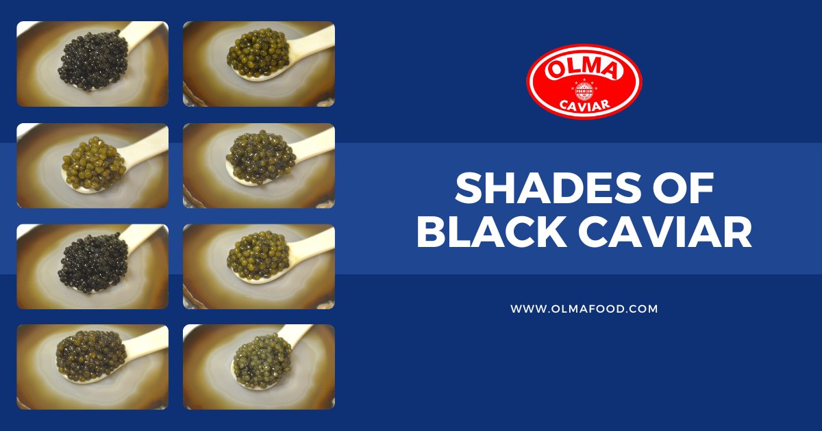 olmacaviar's tweet photo. When most people think of caviar, they envision small, black, shiny beads. However, not all caviar is black in color. In fact, one of the most sought-after type of caviar ranging in color from dark gray to golden brown. Learn more about caviaron our blog: https://t.co/XL8DnkxjMH https://t.co/ipFzjSEQTT