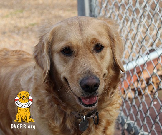DVGRREVENTS's tweet photo. Ready for her forever home, Popcorn is a 4-year-old Golden Retriever that arrived from a puppy mill. Learn more about her and how to adopt at https://t.co/e2OeqjoF0D and if you have questions about her, email adoption@dvgrr.org! 
#DVGRR  #rescue #adopt #support #goldenretriever https://t.co/LruEnNUwCH