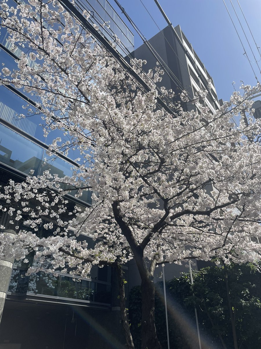 桜もう満開の件について！