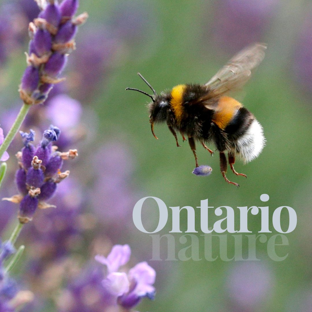 OntarioNature's tweet image. Did you know that Ontario is home to over 400 native species of #bees? 🐝

Spring is already starting to bloom. We have many resources on how to make your garden/backyard #PollinatorFriendly &amp;amp; other tips on how to reduce your #EnvironmentalFootprint

👉 ow.ly/gyZ150NrLi4