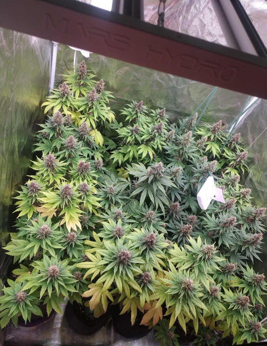 Purple Kush de @BuddhaSeeds en sus últimos días de floración ✂️💜
Iluminadas con el FC4800 de @MarsHydroLight 🌞
Alimentadas con la gama FullCream de @cannaboomslbruj 🧙‍♂️
#weedsmokers #WeedLovers #Purple #purplekush #CannabisCommunity #cannabisculture #cannabisgrower #marshydro