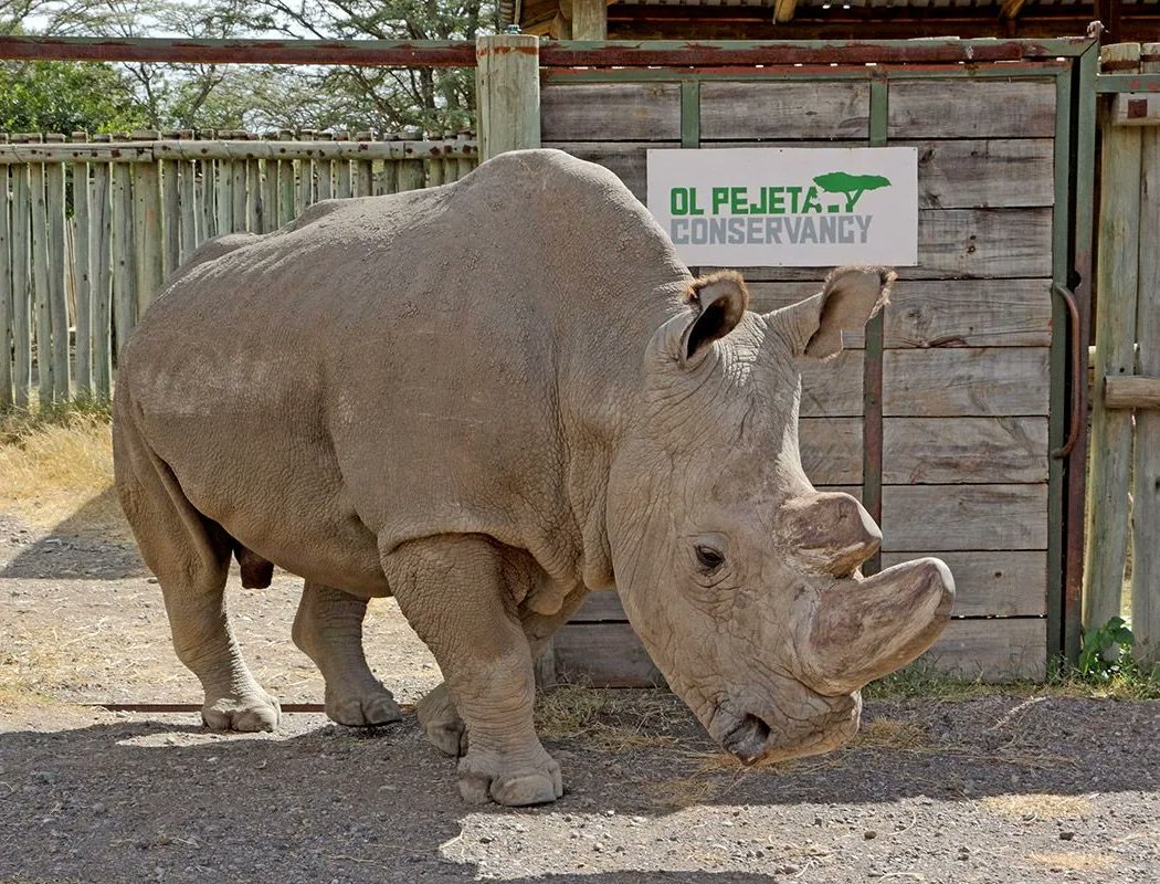 From the rolling plains of Ol Pejeta Conservancy to the Nairobi National Museum, Sudan's journey has been a remarkable one. We're proud to honor his legacy and pay tribute to the amazing team at Ol Pejeta who cared for him.
#olpejeta #conservationheroes 
#RhinoConservation