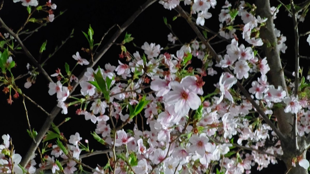 mpawapoken's tweet photo. あ、桜 https://t.co/OirxTVk45d