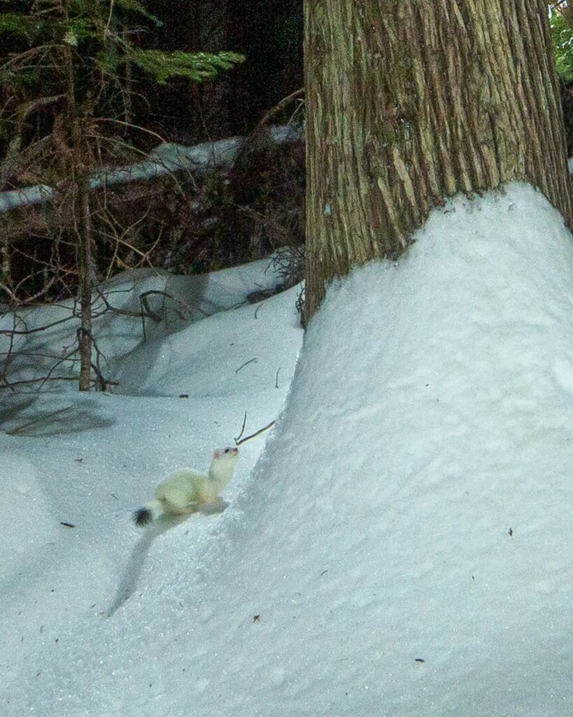 ❄️🌲📸🤙
.
.
.
.
.
.
.
.
.
.
#maine #mainewoods #mainewildlife #mainewilderness #mainelife #mymaine #lostinmaine #ermine #mainewildlifephotography instagr.am/p/CqVU-ZFrymi/