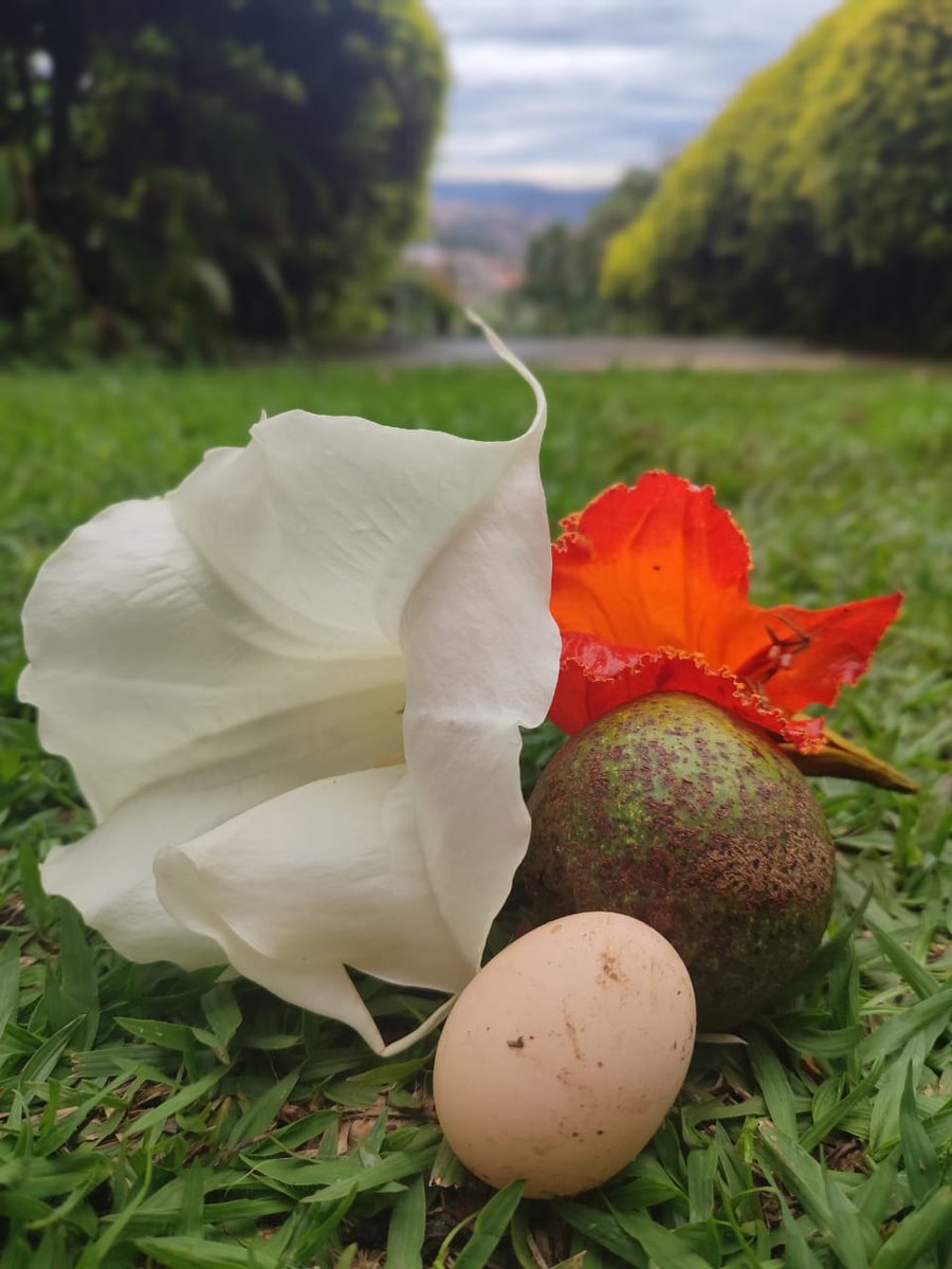 Last week I had one of those magical insights you get when you're doing something inane

So, I decided to create more micro-pauses 

It's hard, but I just did it

No insights, but I found some beautiful things in the garden 😍

What do you do, to allow space for emergence?