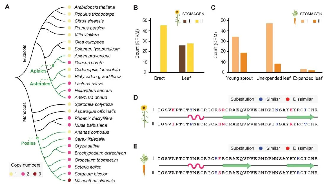 Paralog editing tunes rice stomatal density to maintain photosynthesis and improve drought tolerance buff.ly/42BQLdX <a href="/ASPB/">ASPB</a> #PlantSci