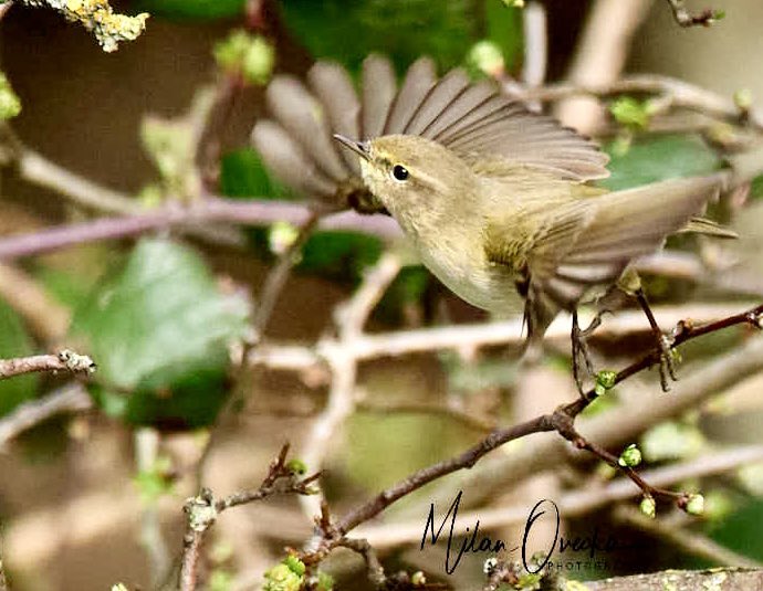 First Chiffchaff (Phylloscopus collybita) of this season😍, as seen last weekend. The background is  very busy but I was still happy to get an image of this little guy. #Ilikebirds #chiffchaff