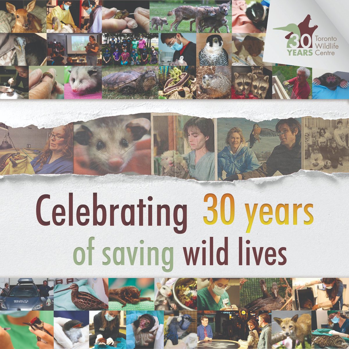 Today is TWC’s 30th Anniversary🥳
Since opening in 1993, 120,000+ patients have been admitted. Each year thousands more animals representing 300+ species continue to receive help. Join TWC’s journey into the past as some of the most memorable moments are shared today!
#TWCTurns30