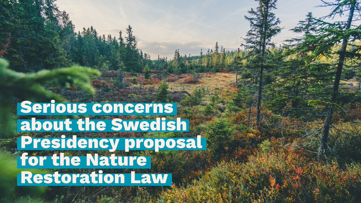 A new leak shows @Sweden2023EU wants to remove the access to justice provision from <a href="/EU_Commission/">European Commission</a>'s proposed #NatureRestoration law. It would take away EU citizens' &amp; NGOs' ability to challenge countries destroying their environment &amp; ignoring EU rules:

fern.org/publications-i…