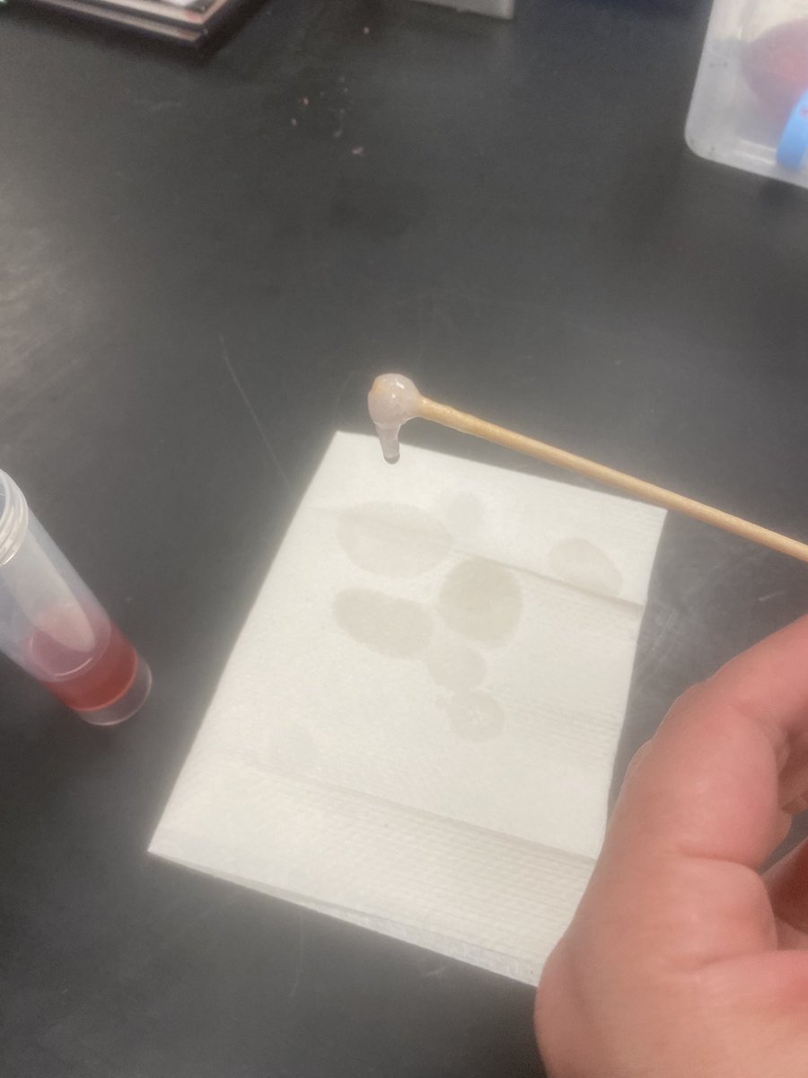sciwithmrse's tweet photo. 🍓Strawberry 🧬 DNA 🧬 Day🍓 https://t.co/bvemTu2GP9