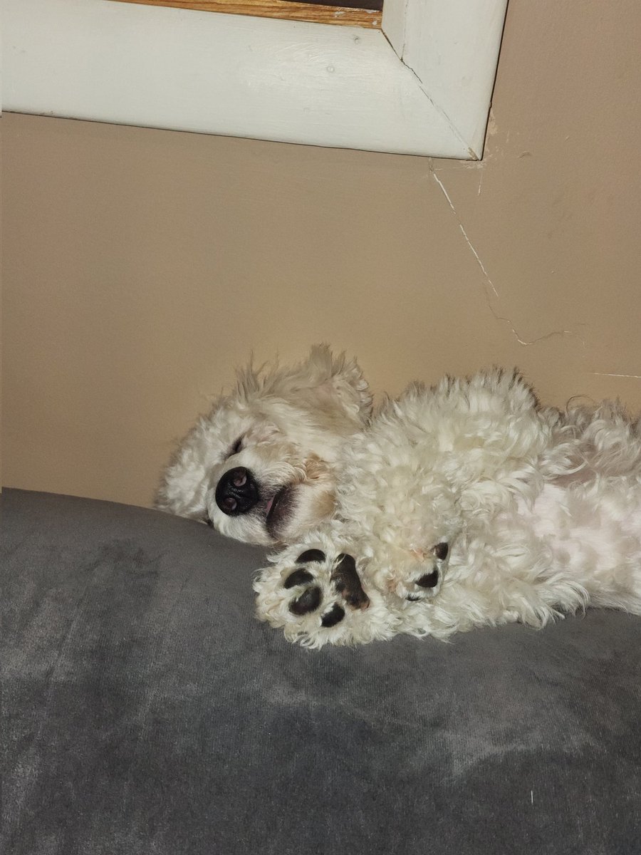 ChasiteyCaton's tweet photo. @thehappydog_ I adopted a Charlie 2months ago and he's a sweetheart! https://t.co/bMpNQrbhFR