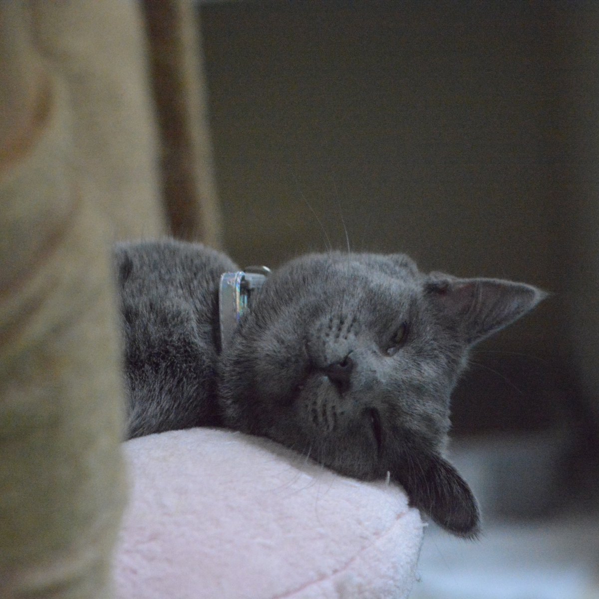 Today is Respect Your Cat Day! This started in ancient Egypt as a way to pay homage to your feline friend. So don't forget to show your love by giving extra chin scratches, snuggles, or treats today. 😻😺

#towncatsmh #adoptdontshop #cats #catsofinstgram #respectyourcatday