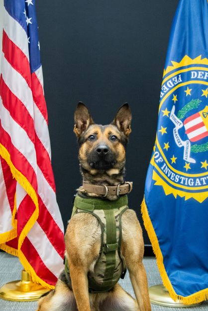 FBIPittsburgh's tweet photo. #FBI Pittsburgh wants you to meet one of our partners, K-9 Rocky from the Robinson Twp PD. K-9 Rocky deploys with our SWAT team and plays a significant role in our investigations. We’re proud to have such great partners! https://t.co/EKU3ftEw4s