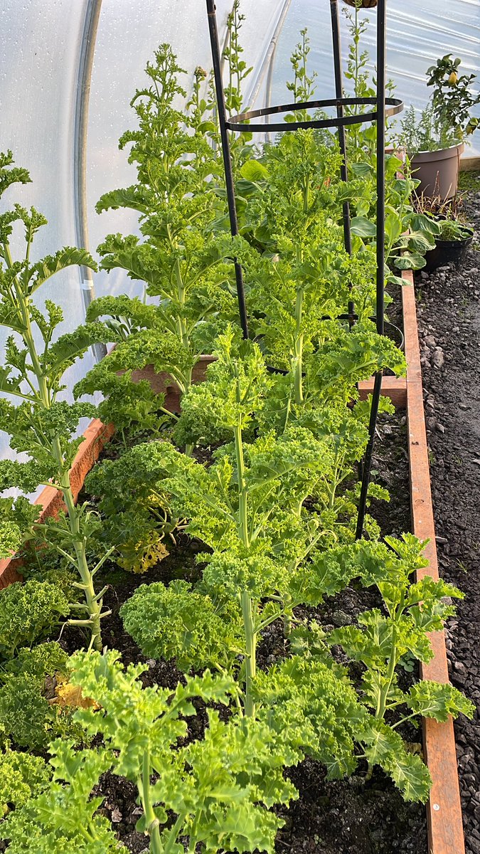 blackwatertrain's tweet photo. Growing your own vegetables supports our mental and physical health through reduced chemical intake and time spent in nature. Can you spot which vegetable this is? 🥬🌱 https://t.co/g1rjOmLtHV