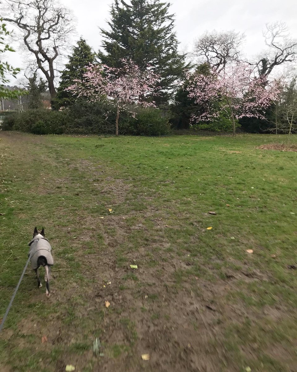 ClaireLDutton's tweet photo. All that blossom ๐ธ Lovely Tuesday morning walk around the park with Luna before work ๐ #tuesdaywalk #exercise #parklife #health #metime #wellbeing #selfcare #colwynbay #northwales https://t.co/VOUaQaB49R