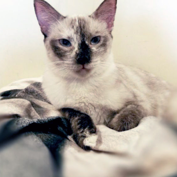 FaunaenCasa's tweet photo. Triana 🐱 nació en una camada no deseada. La abandonaron a su suerte en la perrera de Córdoba.
Era muy pequeñita y aunque era una #gatita #siamesa nadie la quería. Tiene 4 años y es muy cariñosa y tranquila.
#Adóptala en @protectoralara en #Madrid +info en https://t.co/T0p5roGZRj https://t.co/ggyXVB2Svi