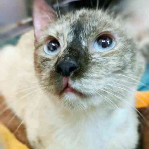 FaunaenCasa's tweet photo. Triana 🐱 nació en una camada no deseada. La abandonaron a su suerte en la perrera de Córdoba.
Era muy pequeñita y aunque era una #gatita #siamesa nadie la quería. Tiene 4 años y es muy cariñosa y tranquila.
#Adóptala en @protectoralara en #Madrid +info en https://t.co/T0p5roGZRj https://t.co/ggyXVB2Svi