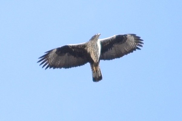 PhilNaylor2's tweet photo. What a final day here in #Spain 
2 flocks, 50+ &amp; 27 #beeater S to N over #salardeloscanos #verplaya A #GreatSpottedCuckoo flypast &amp; a #BonellisEagle over #sierracabrera #spring #birding #nature #wildlife Cracker! What say you @CarlBovisNature ? 🙂 https://t.co/BJChYbajqo