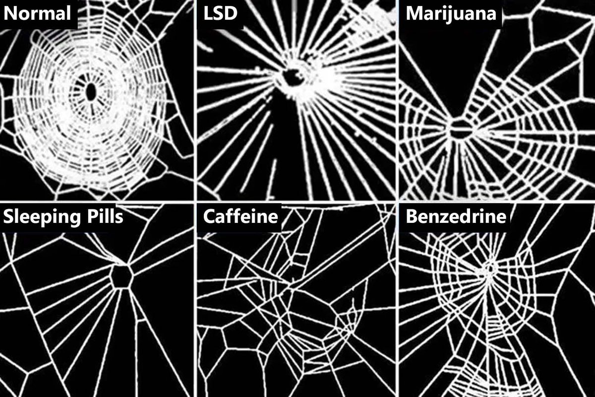 A NASA study from 1995 shows just how different drugs affect the spiders’ ability to make webs.