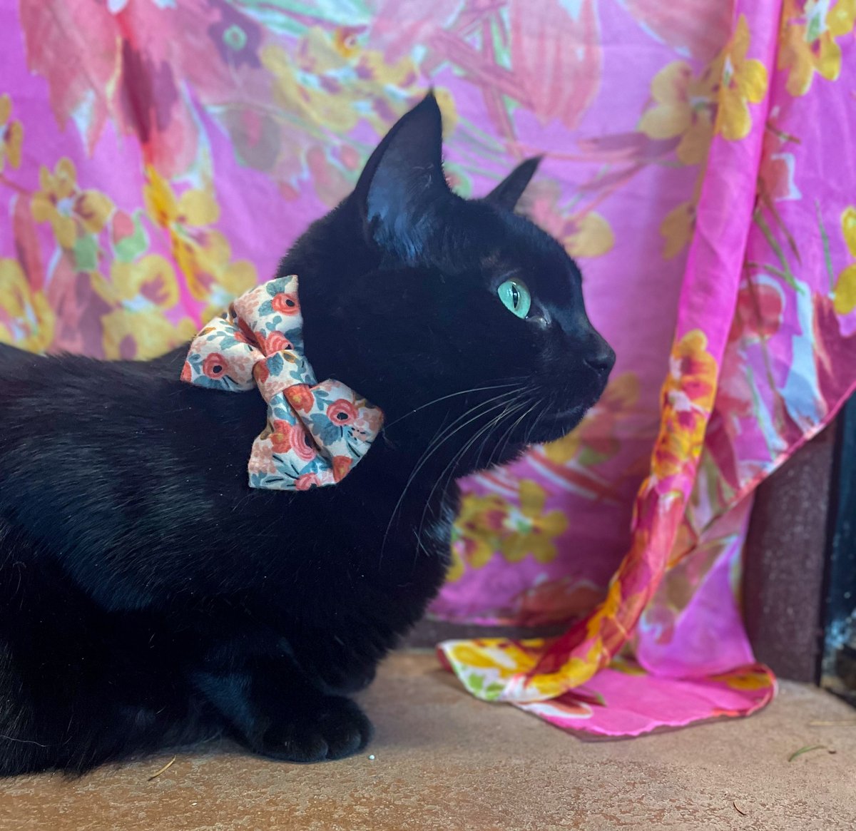 The NOAH Center tweet media