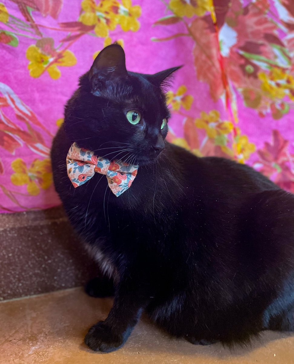 Meet Wednesday, a sweet and sassy 2-year-old kitty looking for her forever home at The NOAH Center. She loves watching birds, playing with wand toys, and making new friends. Come play with her today and give her the loving family she deserves! #AdoptDontShop #TheNOAHCenter