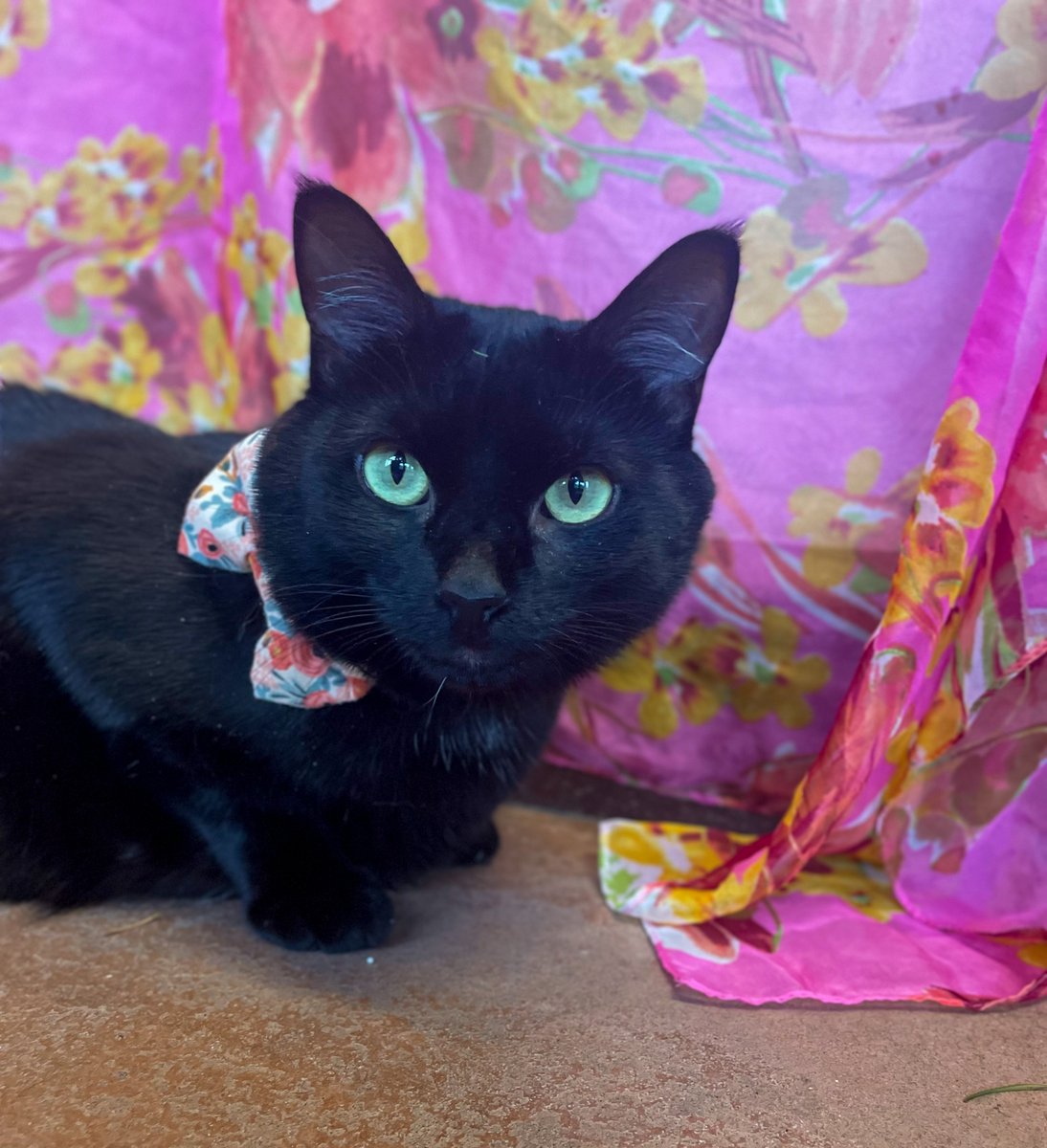 The NOAH Center tweet media