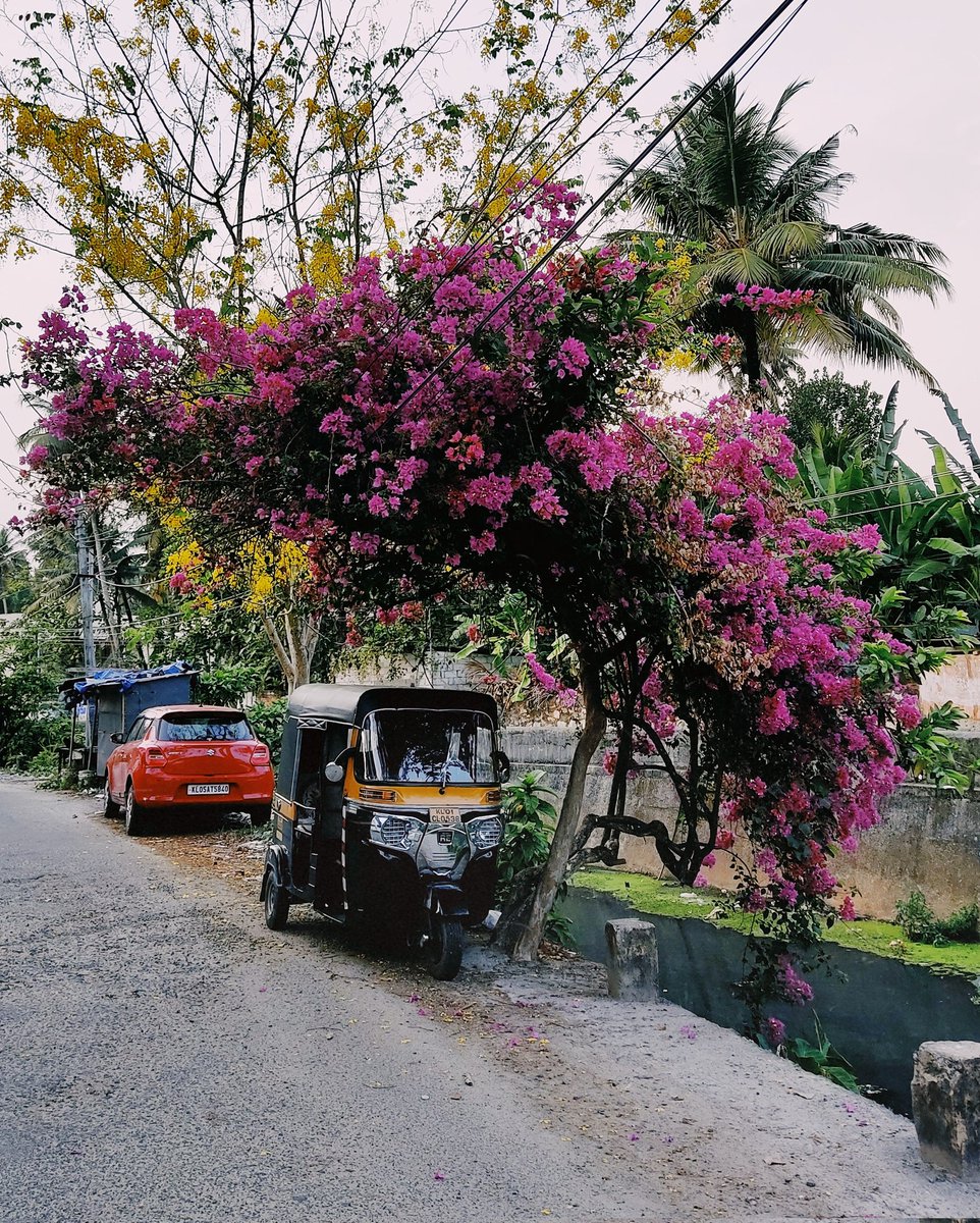 ShebinSam13's tweet image. flower shed🌸