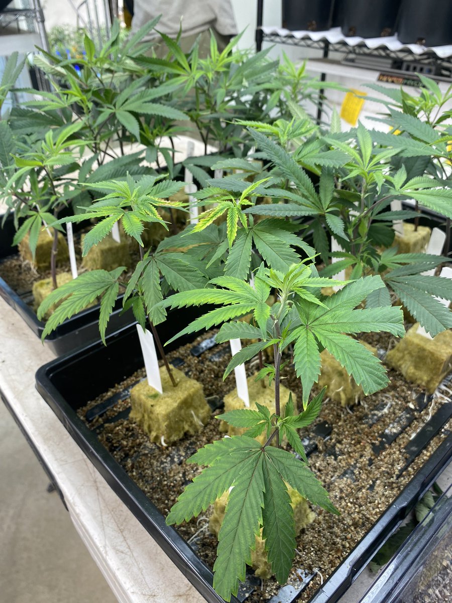 DepotBud's tweet photo. $25 clones and $35 packs of seeds through the rest of March and April! https://t.co/a1JUjIXDfz