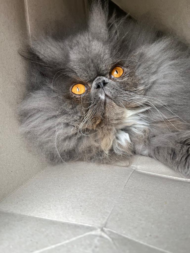 PThepersian's tweet photo. Hiding from the 🌧️ #ukweather #CatsOfTwitter #catsofinstagram #cats https://t.co/9y2EfjcTb0