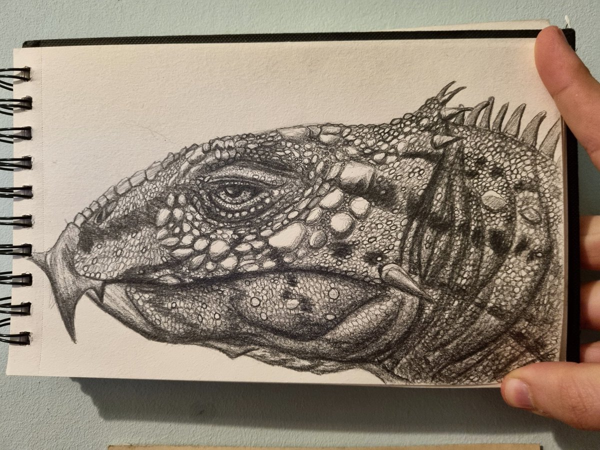 Alloverasaur's tweet photo. @DragonsofWales An #aquilops I did a few weeks ago 😊 https://t.co/qngg2t6NIy