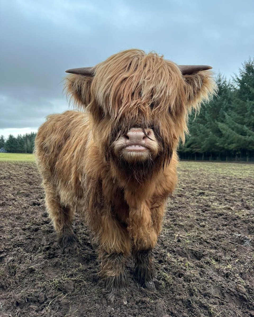 VisitScotland tweet media