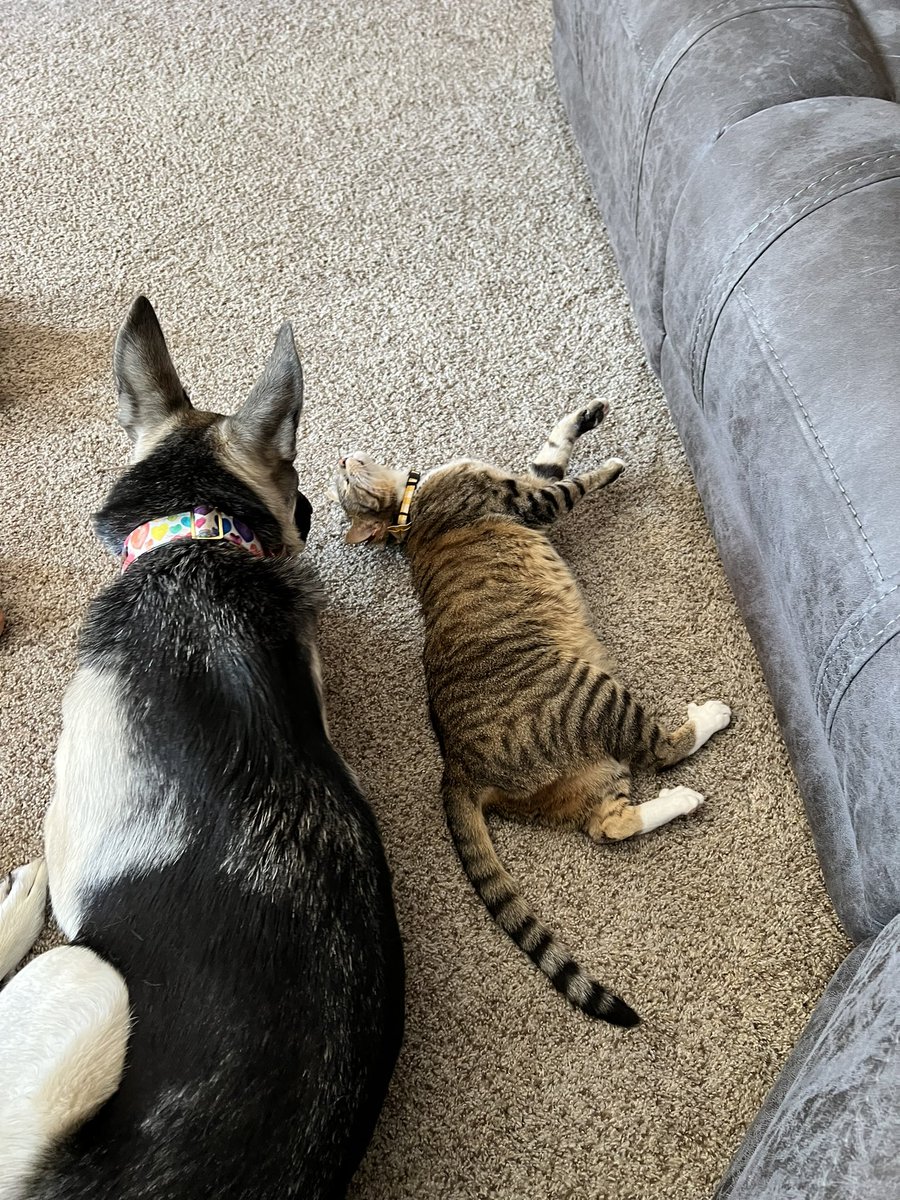 House Tiger 🐅 and House 🐺 Wolf being lazy on a Tuesday. #DogsofTwittter #CatsofTwittter