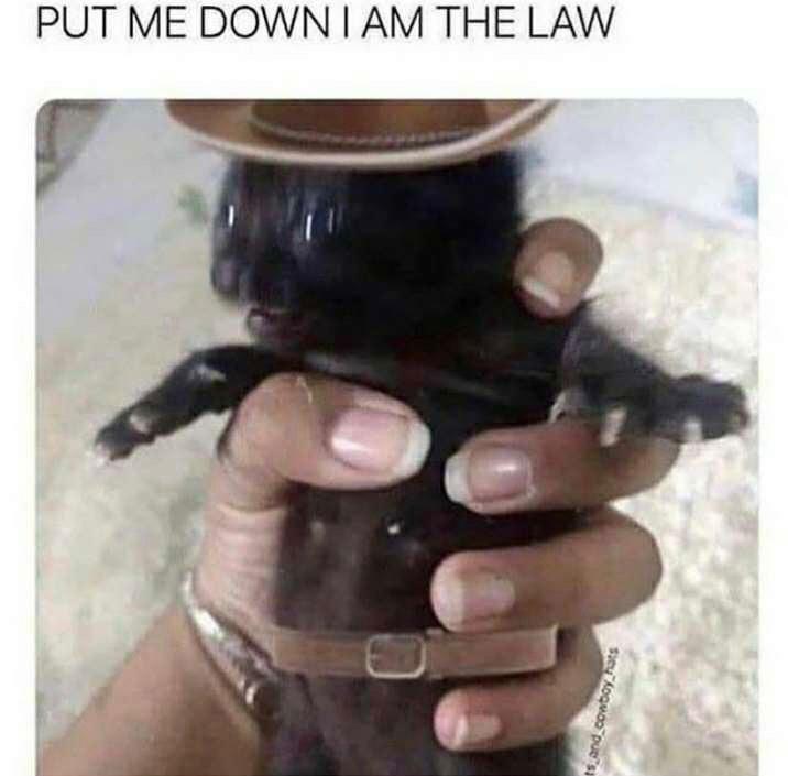 open this thread of cats wearing cowboy hatsss