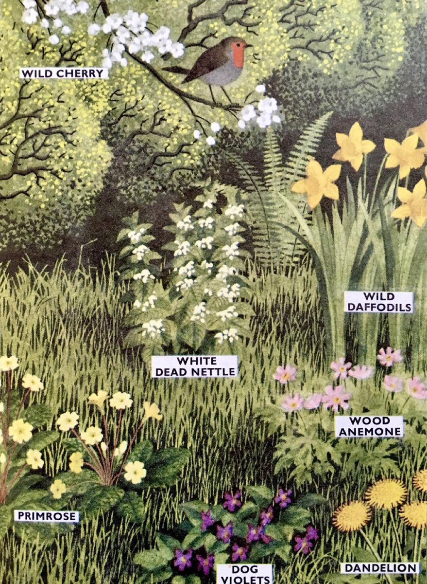“Find a hedgerow on a bank and examine just one yard of it. Then make a list of all the different plants you can find in that yard. You will be astonished at the variety”  (1965)
#RonaldLampitt #RichardBowood