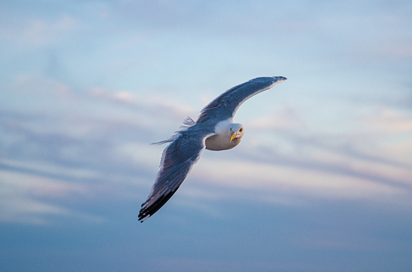 IntegrityV tweet picture