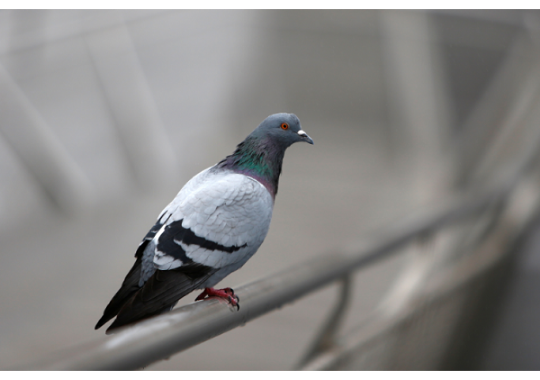 GoodPigeonBot's tweet image. neat pigeon 11/10