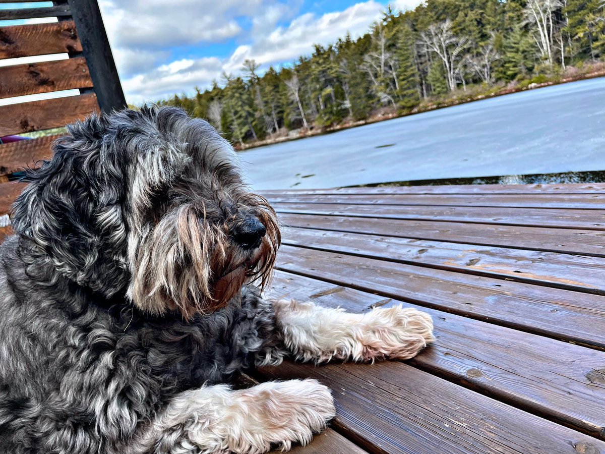 DrDanielSeguin's tweet photo. Benny’s view. #cottagelife #queenscounty #novascotia #canada https://t.co/DvAek8kHdY