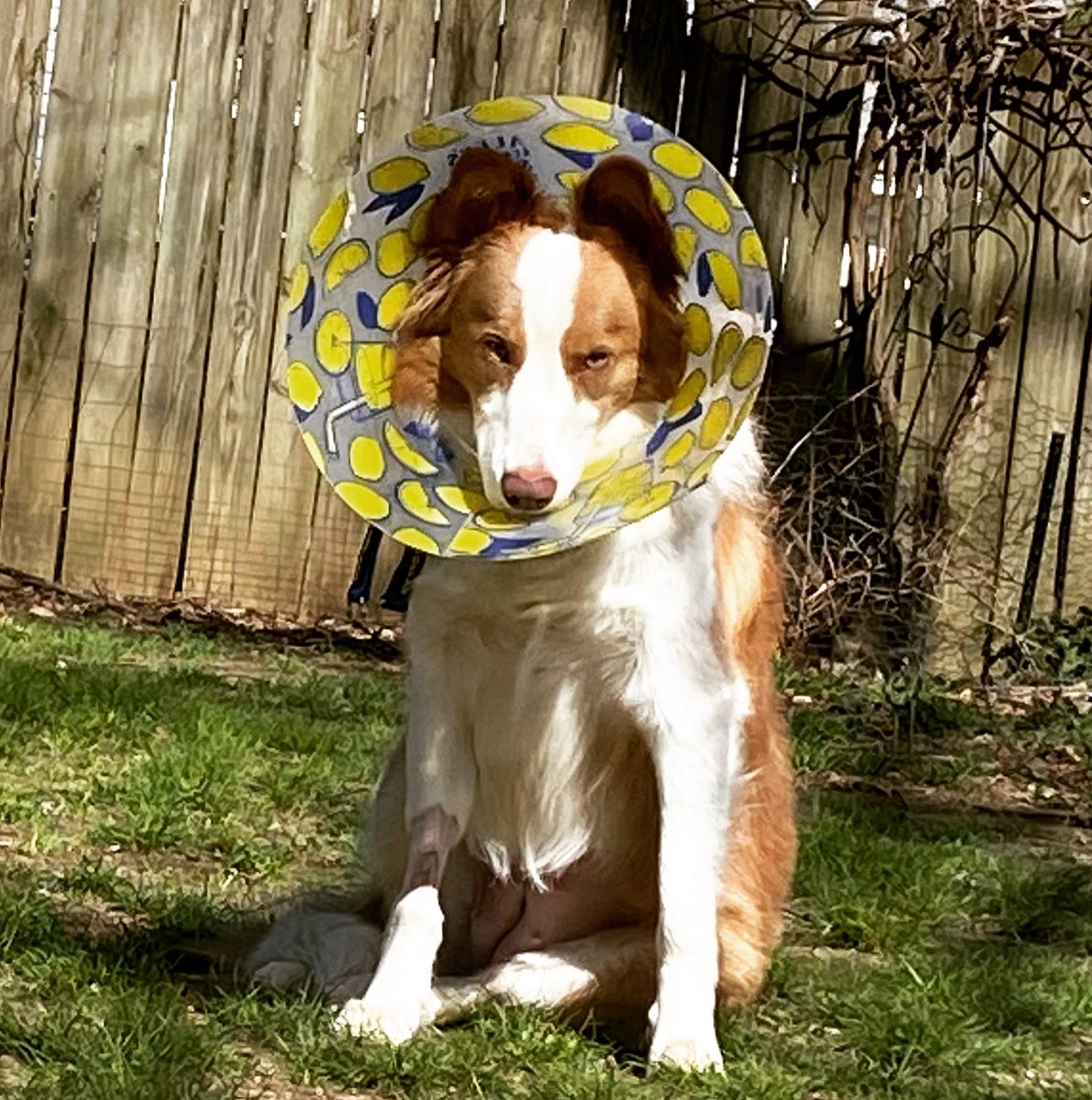 bcpowderburn's tweet photo. I’m a daisy. 🐕 #bcpowderburn #BorderCollie #dogs #cutedogs #photography https://t.co/KceifuIzTI