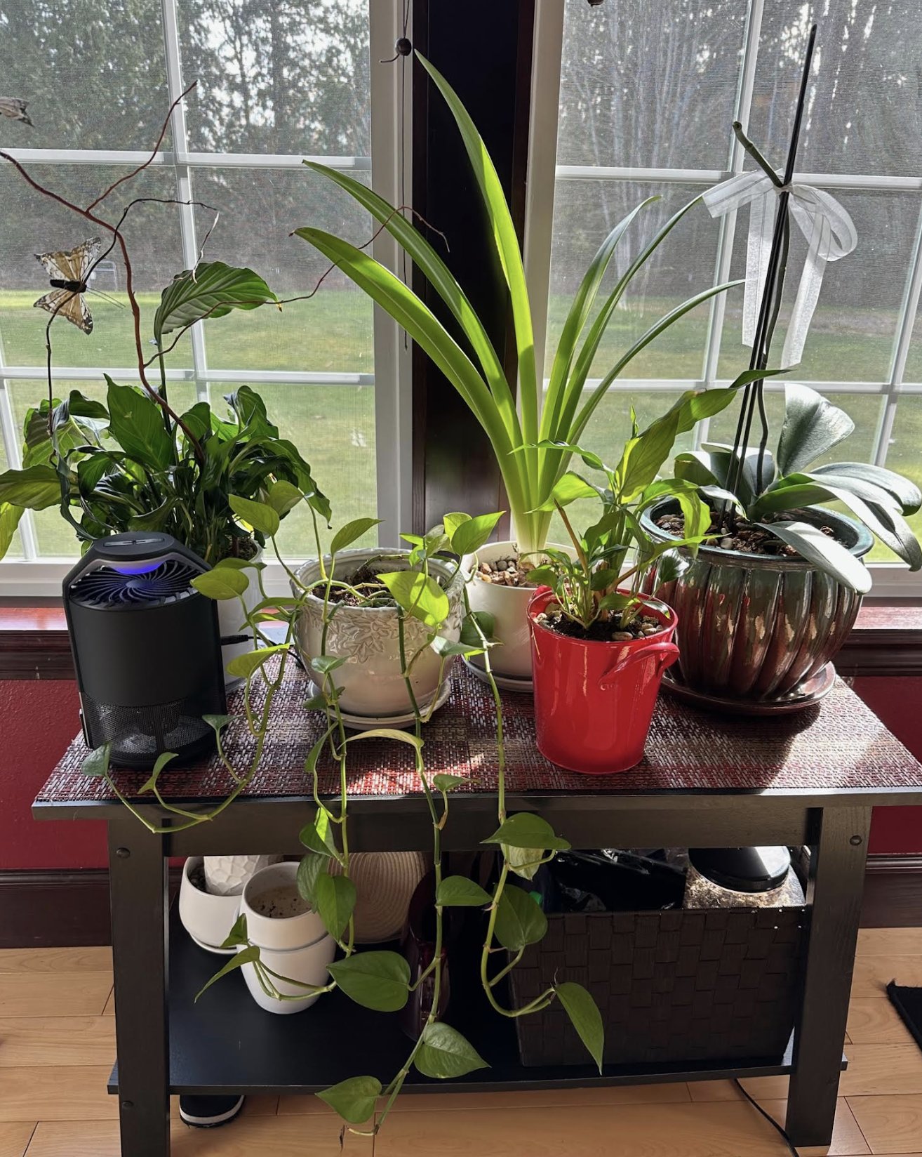 TW Pornstars AmberCutie 🌴💙🦉. Twitter. My orchid flowers all fell off