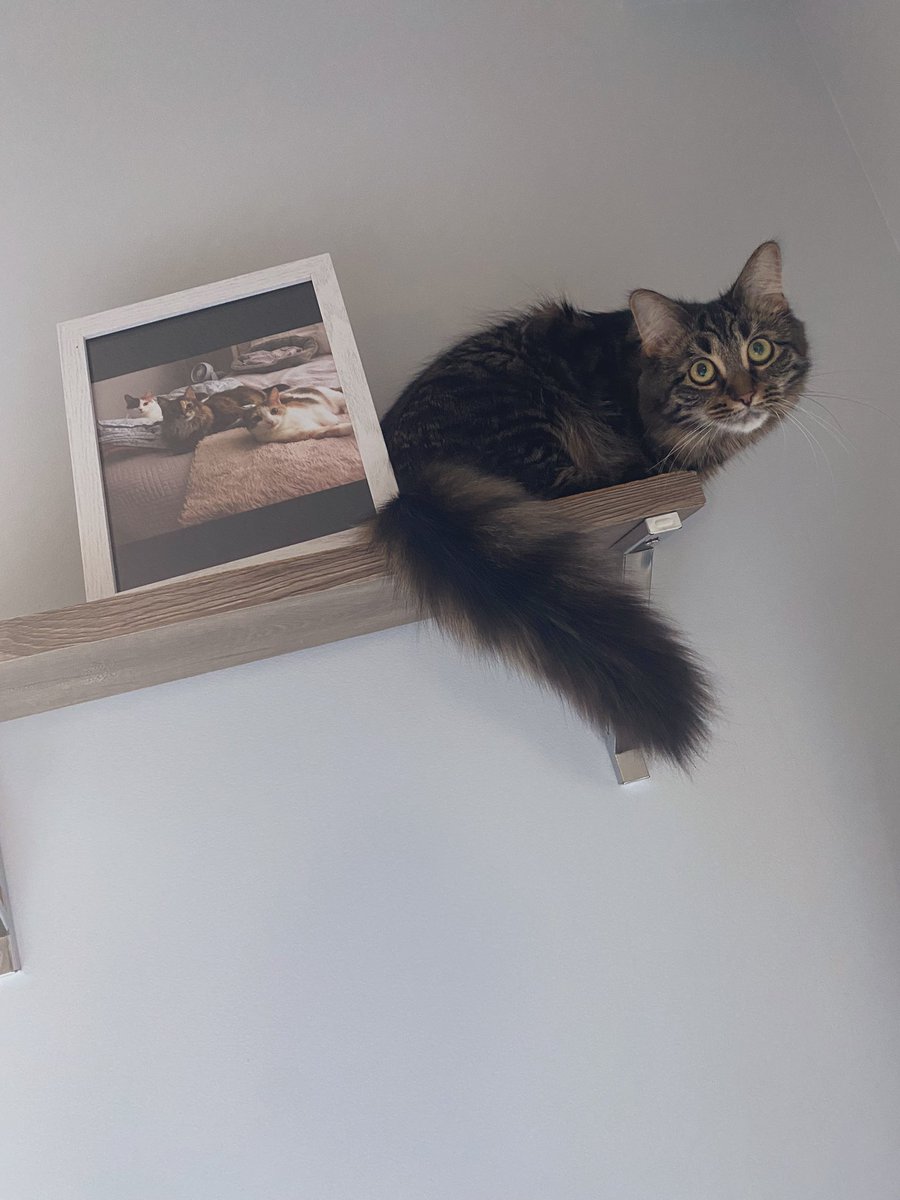 Melissa Smith tweet media