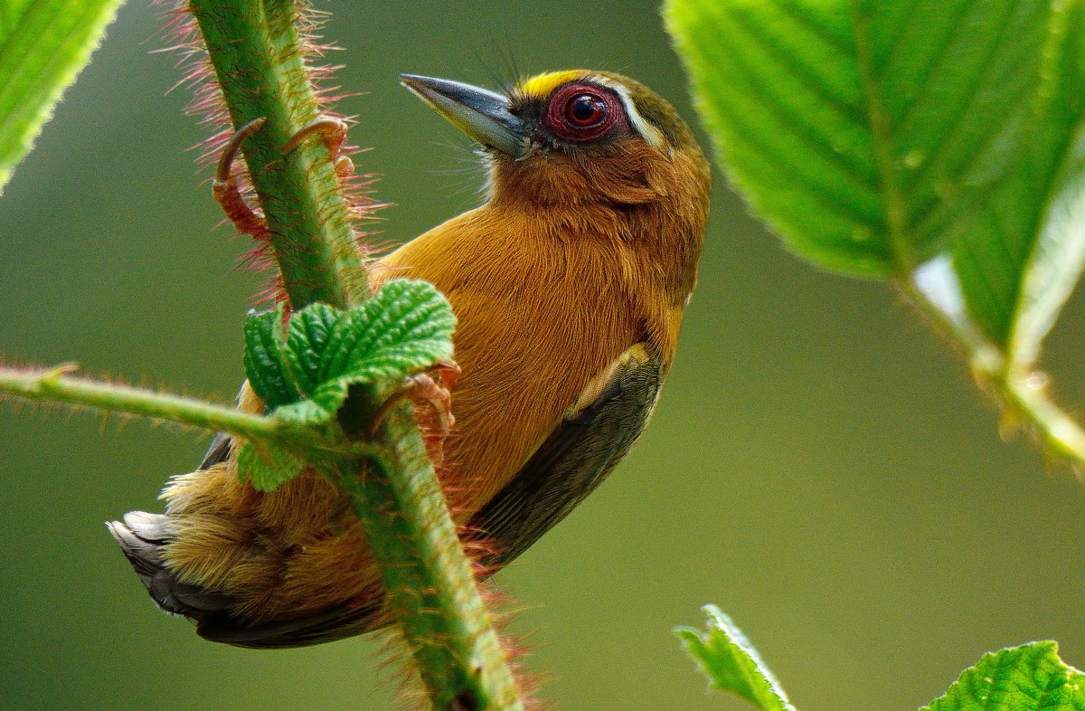 Rozan_Dhungel's tweet photo. White-browed Piculet(Sasia ochracea)
#sikkim #sikkim_birds
#IndiAves
#ThePhotoHour #nature #birding
#JUNGKOOKxCALVINKLEIN #TAEHYUNGxCELINE #bachelor #NaturePhotography #wildlife #birds #beauty #birdtwitter #birdphotography #SourandSweet_DDAY #Piculet #مشاهير_الفلس https://t.co/1oOQ6jbnr6