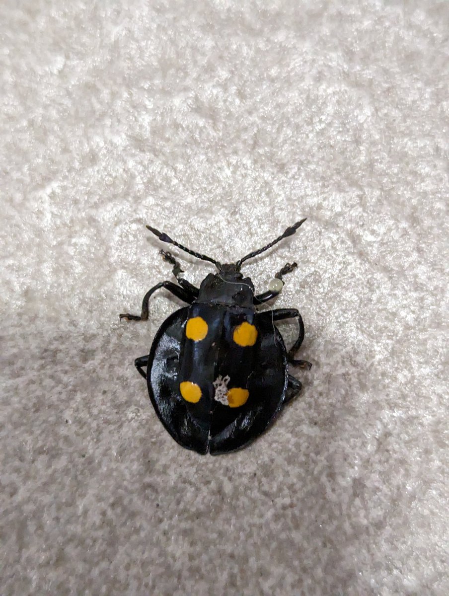 PavS (@pavarness) on Twitter photo Found a Handsome Fungus Beetle. I know nothing about it except that it's called the Handsome Fungus Beetle. Let me know if you know anything about it. Like to be eumorphus marginatus
<a href="/OliverCWatkins/">Dr Oliver Claire Watkins</a> Found a Handsome Fungus Beetle. I know nothing about it except that it's called the Handsome Fungus Beetle. Let me know if you know anything about it. Like to be eumorphus marginatus
<a href="/OliverCWatkins/">Dr Oliver Claire Watkins</a>